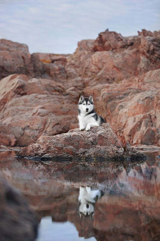 кольский, собаки, хибины, куэльпорр, умба Териберка, у моряphoto preview