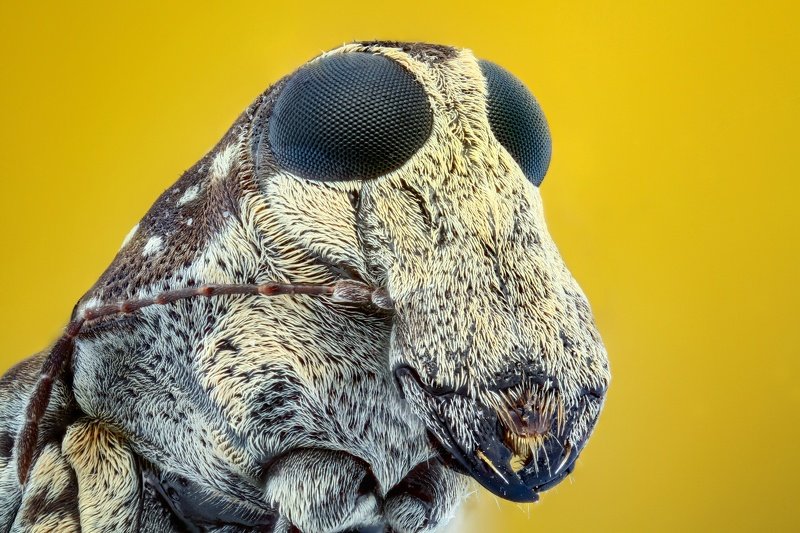 focus stacking Macrophoto preview