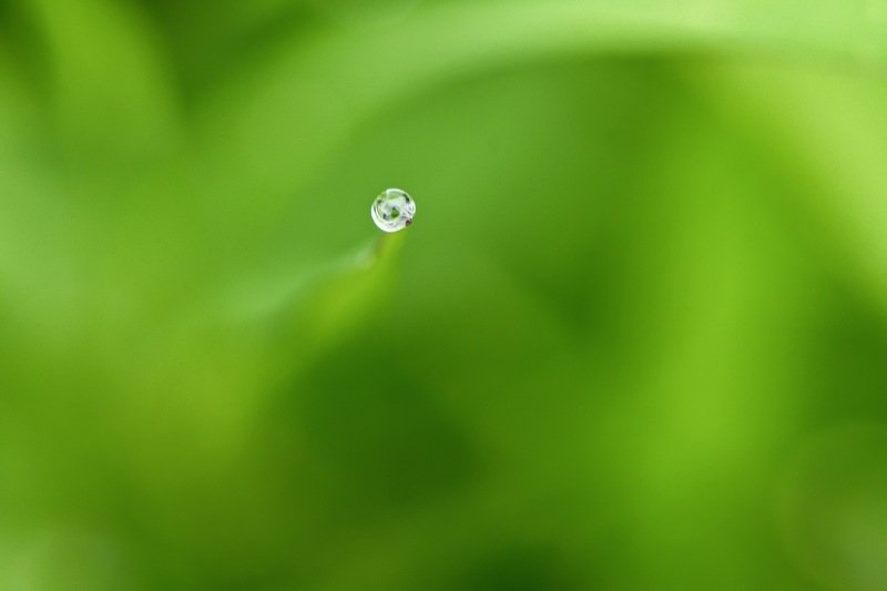 Morning dew dropsphoto preview