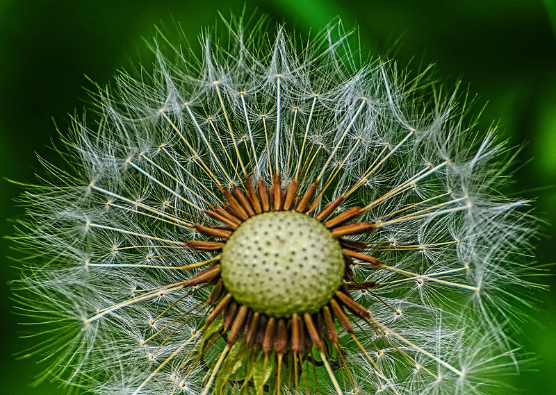 макро,природа,одуванчик,растения одуванчикphoto preview