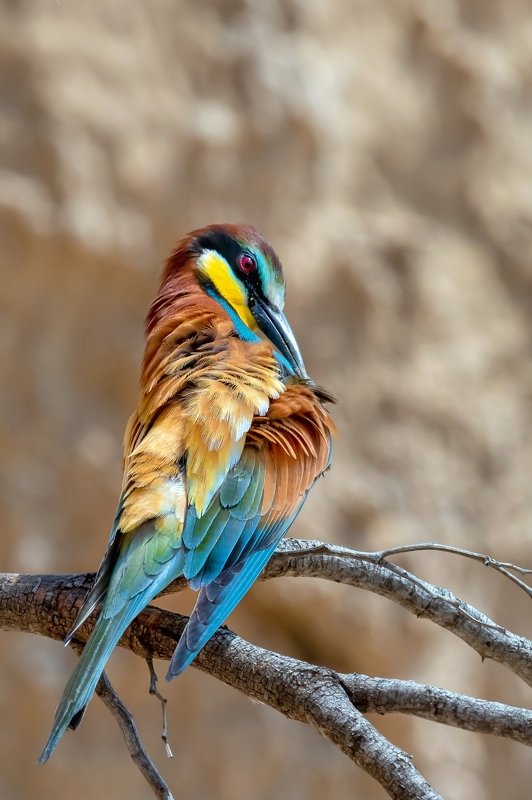 ПётрРогов,фотограф,дикаяприрода,динамика,птицы,орнитология,фотоохота,золотистаящурка,пчелоедка,canon5dmarkiii,canon600mmf4,birds,ornitology,dinamiс,wildnaturephotography,wildnature,Israel,Израиль,wildnaturephotography,wildnature Золотистая щурка photo preview