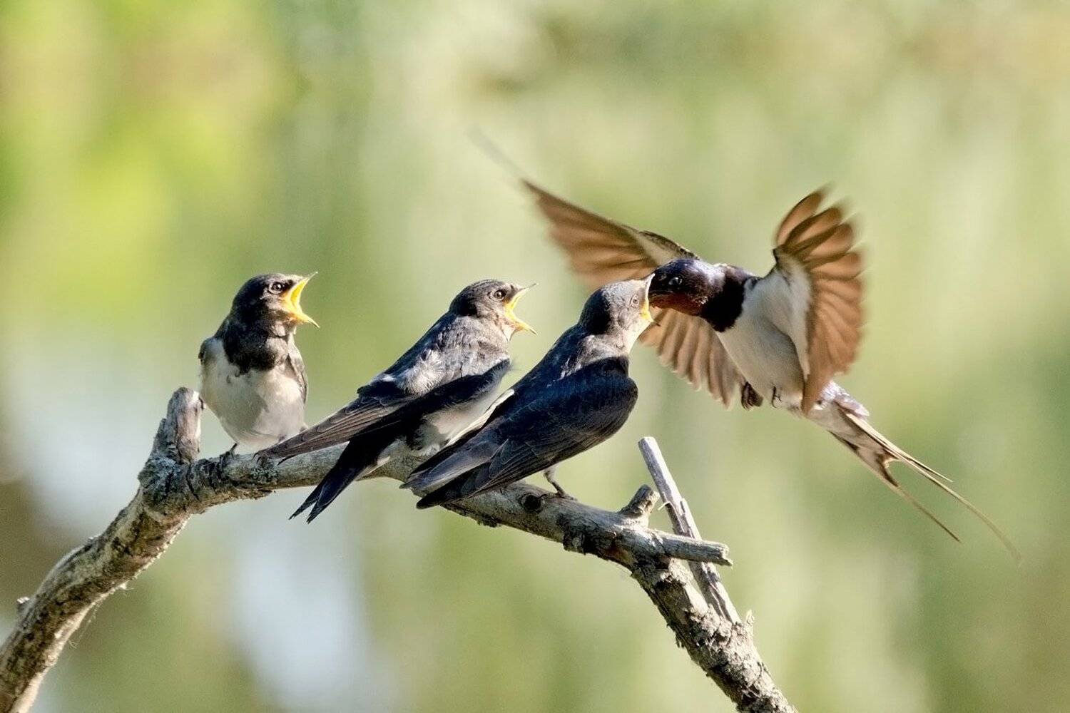 Служба срочной доставки. Автор: Михаил Агеев деревенские ласточки, слётки, Михаил Агеев