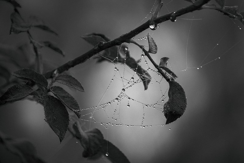 canon 55-250, beautiful, красивый, moment, момент, nature, природа, осенний, autumn, осень, black and white, чернобелая, monochrome, монохром, monoart, bw, droplets, капельки, капли, dew, роса, cobweb, паутинки, fog, туман, Кристально-хрустальные капельки осени…photo preview
