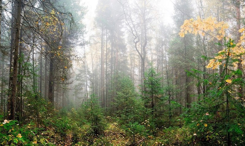 Настроение недели...photo preview