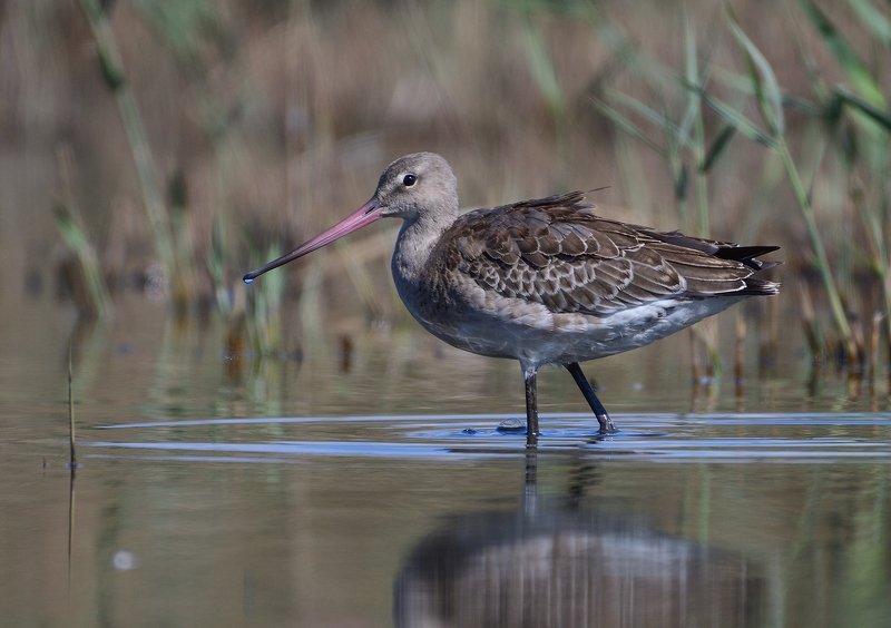 bird, birds, wings, feathers, nature wild, wildlife, natural, no people, godwit, wader Black-tailed godwitphoto preview
