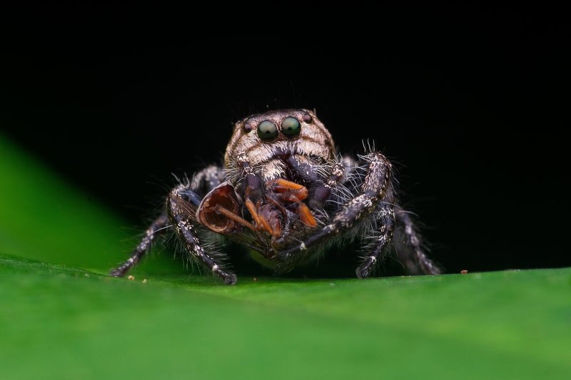 macro photography Jumping Spider with Killphoto preview