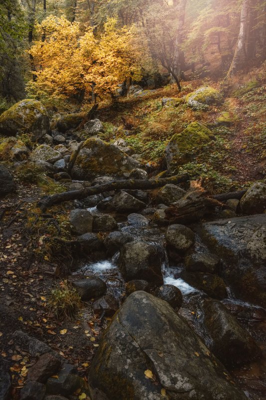 In the woodphoto preview