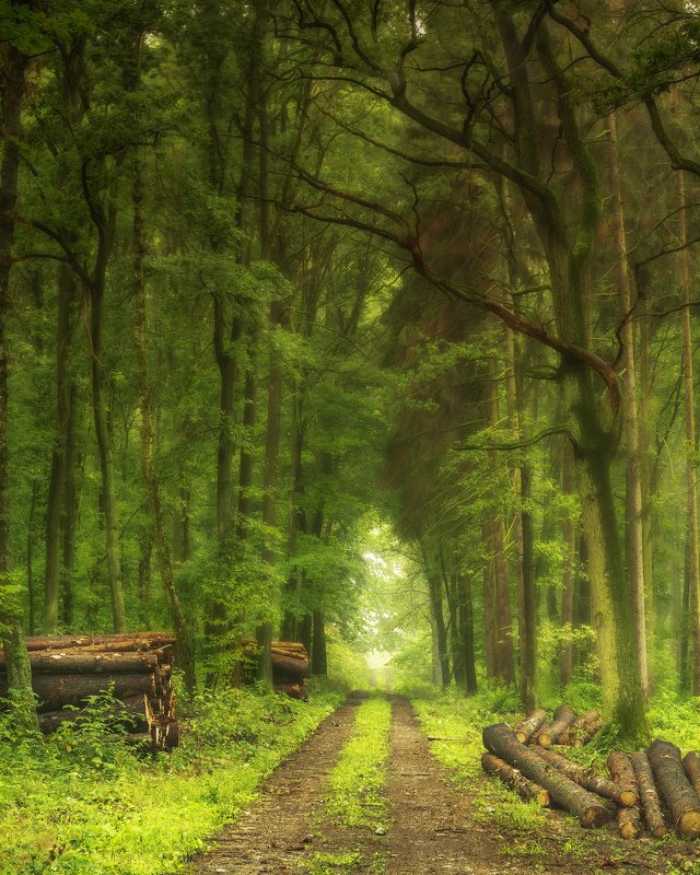 forest, rain, green, trees, autumn Forest after the rainphoto preview