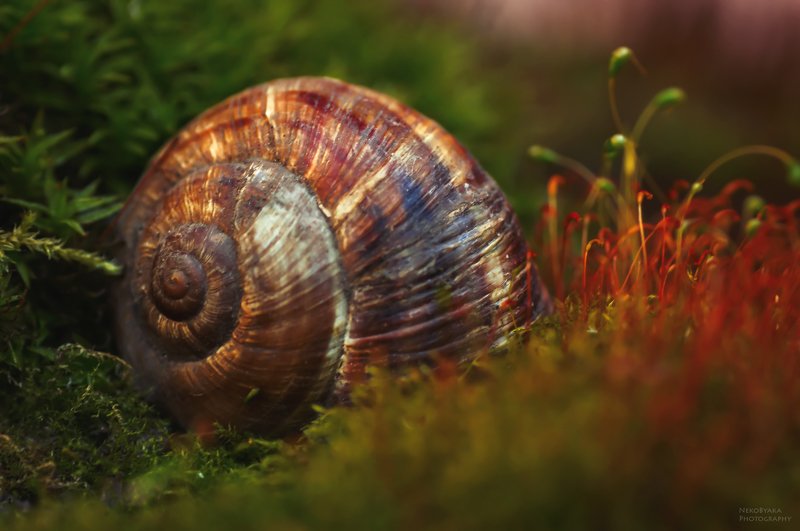макро, природа, мох, улитка, ракушка, macro, nature, moss, snail, shell, ***photo preview