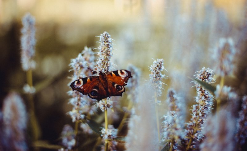 бабочка, природа, цветы, цвет, Москва, фото, портрет, художественная фотография, животные, насекомые Бабочкаphoto preview