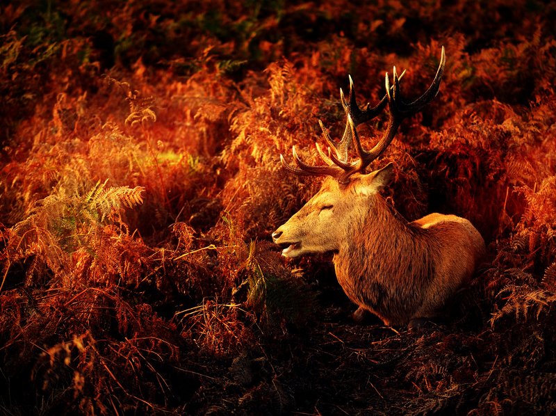 Sleeping Princephoto preview