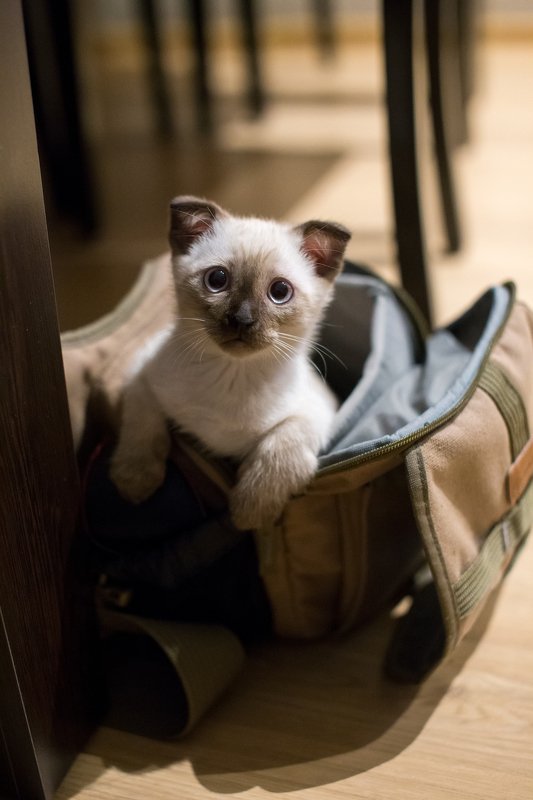 Кот фотографаphoto preview