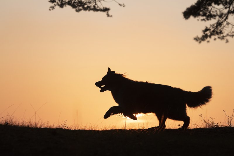 australian shepherd, dog Lexaphoto preview