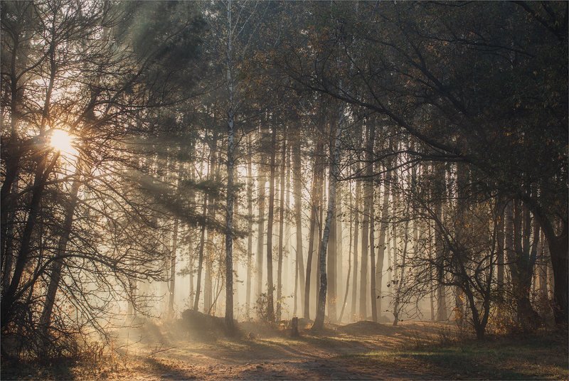 Утренняя песняphoto preview