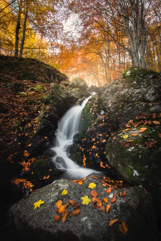 From the autumn treasures of the mountainphoto preview