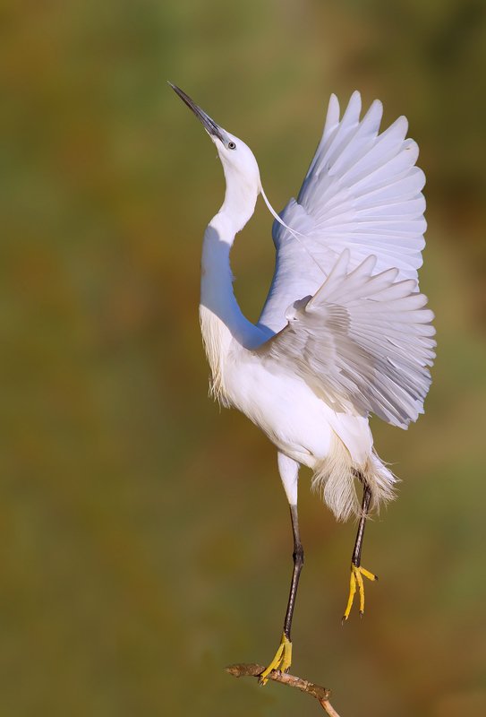 ,-,..-,photo preview