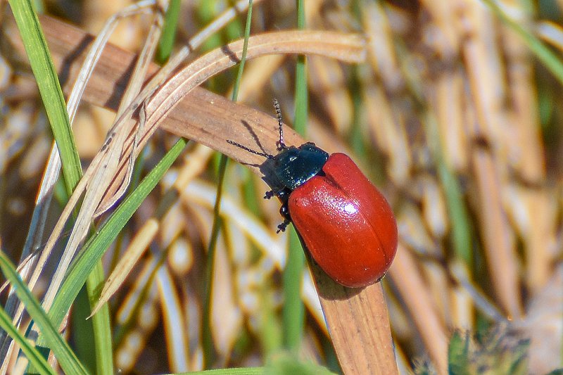 макро,насекомые,природа *photo preview