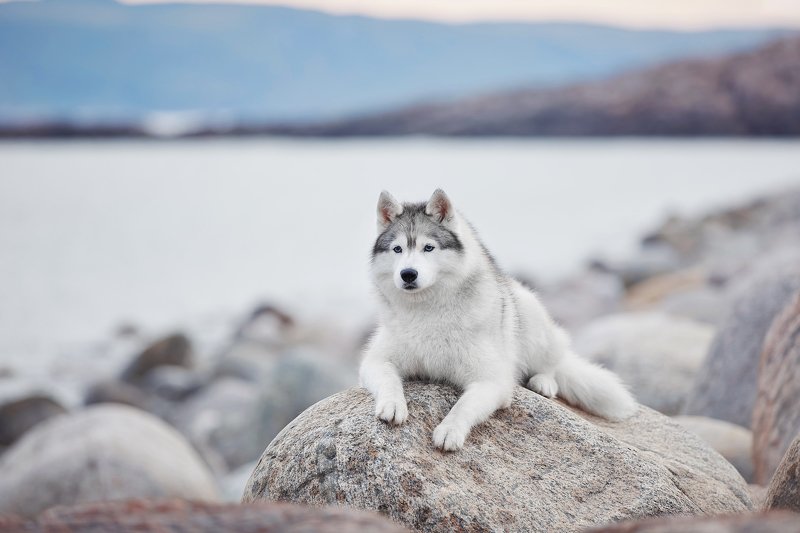 кольский, собаки, Хибины, Куэльпорр, Умба На берегу океанаphoto preview