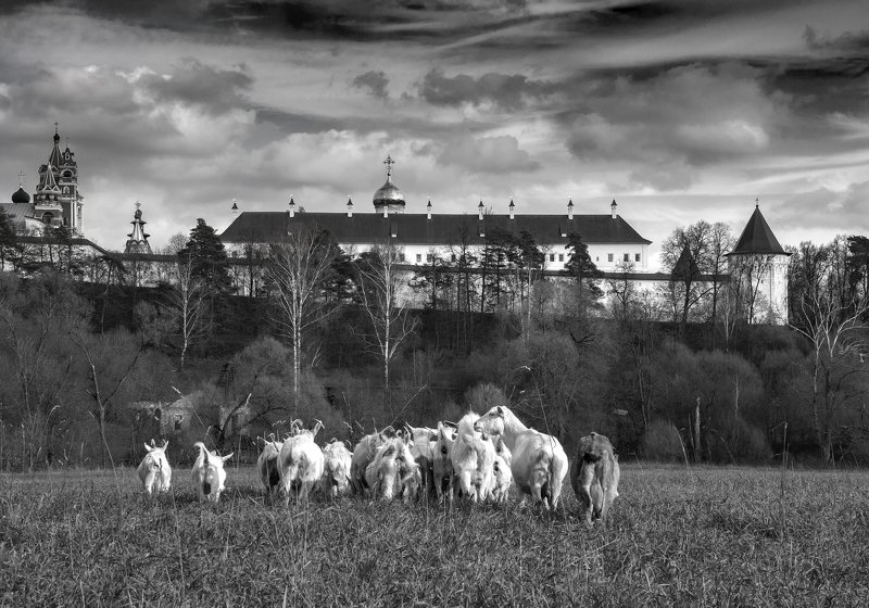 монастырь,осень,козы,россия,подпосковье  Гармонияphoto preview