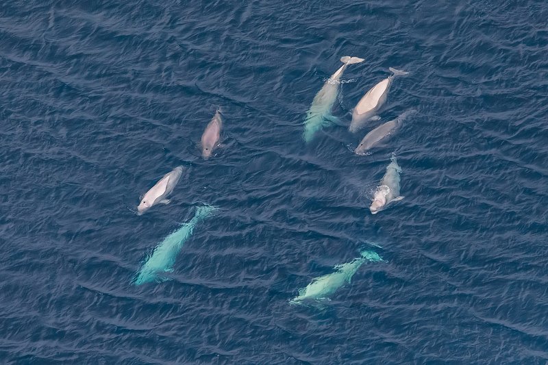 белуха, нарвал, арктика, русская арктика, зфи, земля франца иосифа, баренцево море, трансарктика2019, ледокол михаил сомов, росгидромет, национальный парк русская арктика, газпромнефть, время арктики, нарвал легенда арктики, arctic, russian arctic, franz Китовые узорыphoto preview