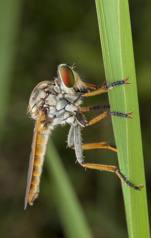 #macro#colors#robberfly Giant Robberflyphoto preview