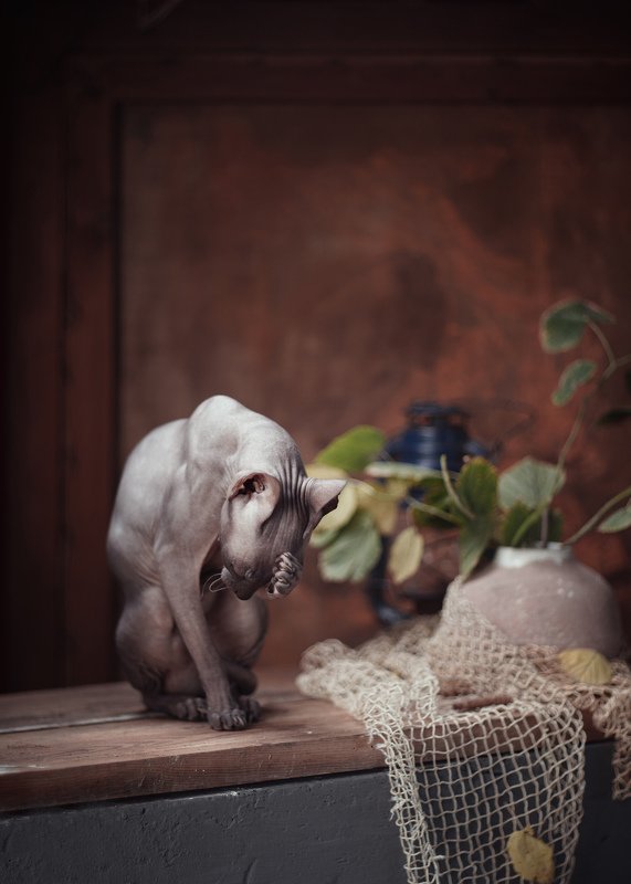 сфинкс кошки домашние животные в натюрморте портрет Осеньphoto preview