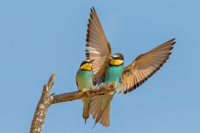 ПётрРогов,фотограф,дикаяприрода,динамика,птицы,орнитология,фотоохота,золотистаящурка,пчелоедка,canon5dmarkiii,canon600mmf4,birds,ornitology,dinamiс,wildnaturephotography,wildnature,Israel,Израиль,wildnaturephotography,wildnature Золотистая щурка photo preview