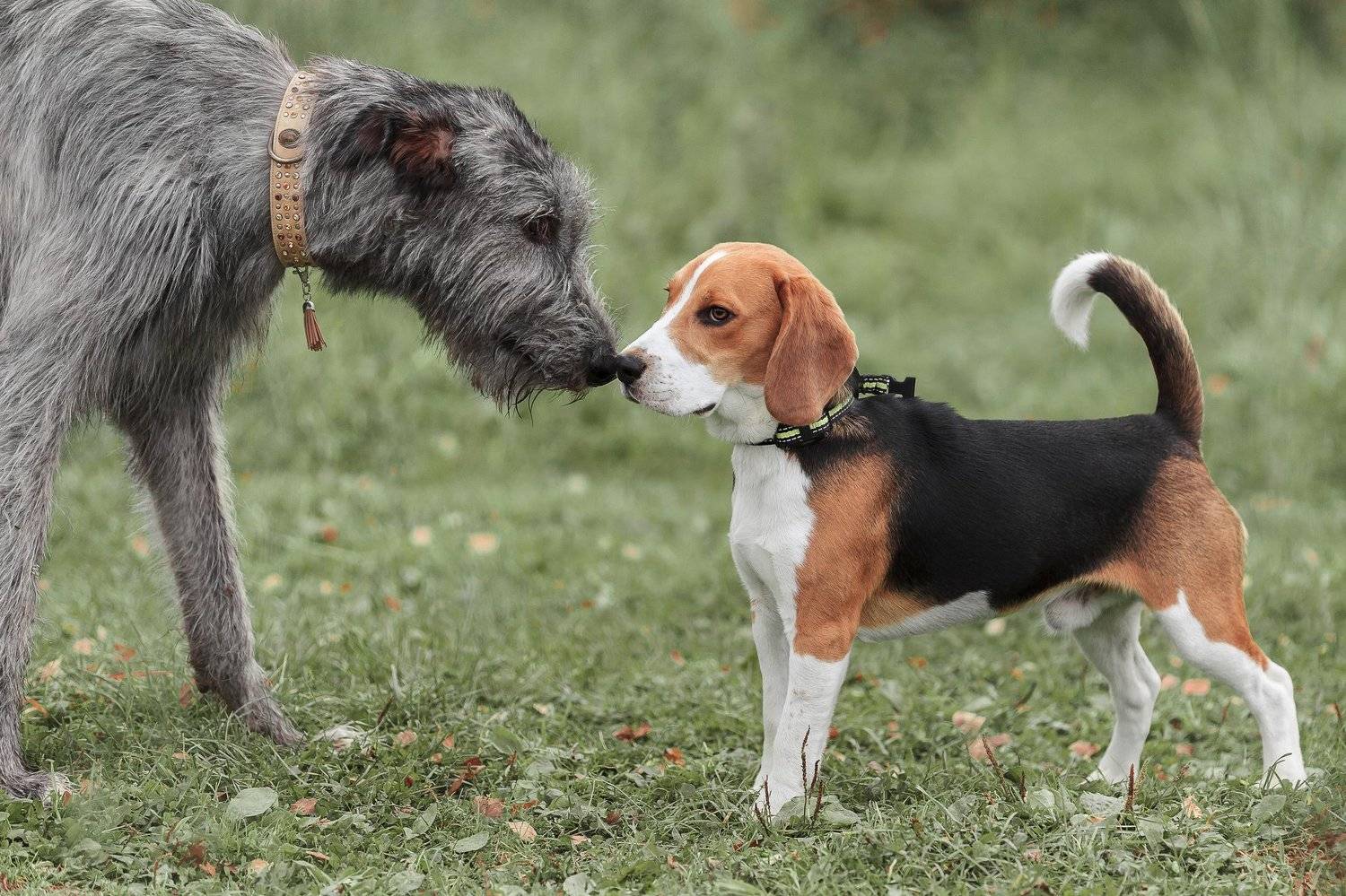 Ирландский волкодав, бигль, Элина Хван