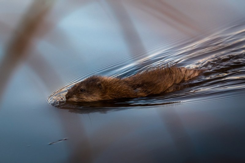 ондатра, животное Ондатраphoto preview