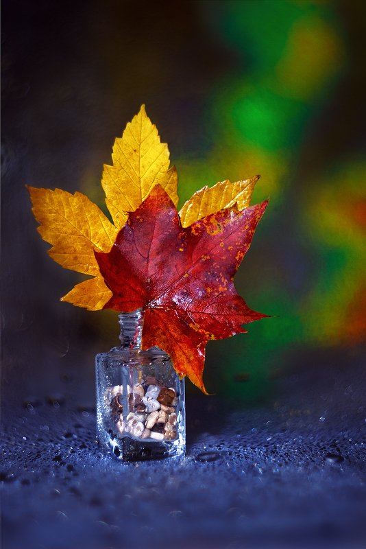 helios-44m, manual lens, мануальная оптика, beautiful, красивый, moment, момент, still life, натюрморт, осенний, autumn, осень, leaves, листья, maple, кленовые, Разноцветные сны октября…photo preview