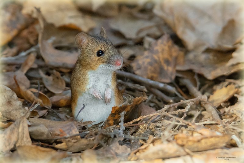 Опёнок осеннийphoto preview