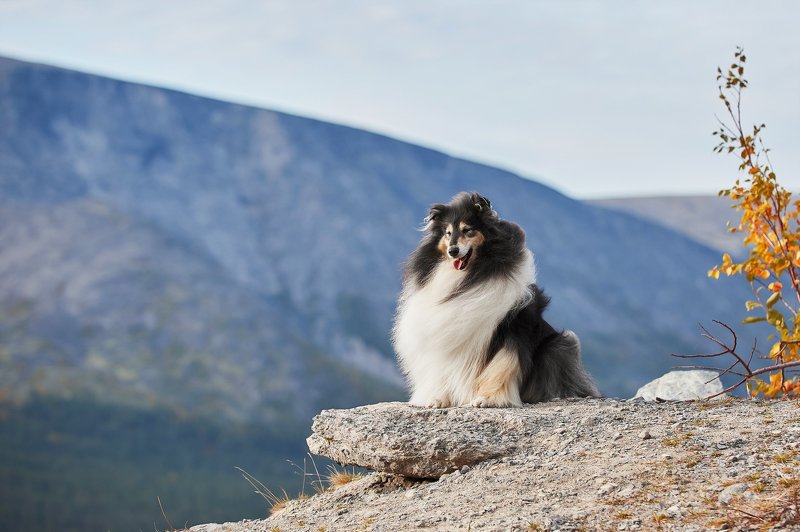 кольский, собаки, колли, Хибины, Куэльпорр photo preview