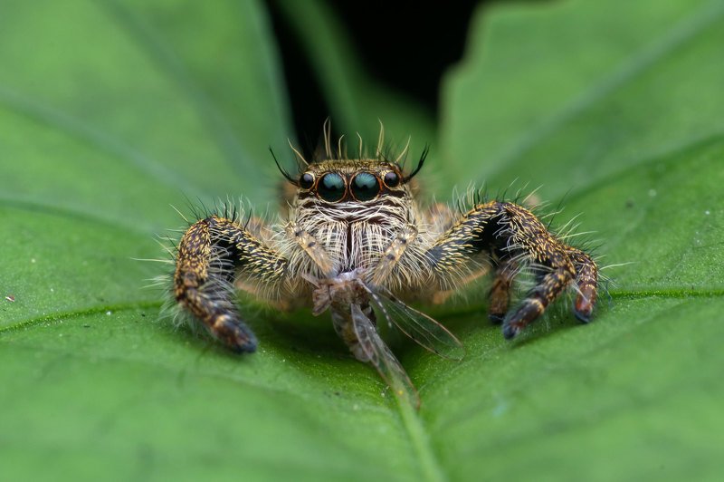 macro photography Jumping Spider with Killphoto preview