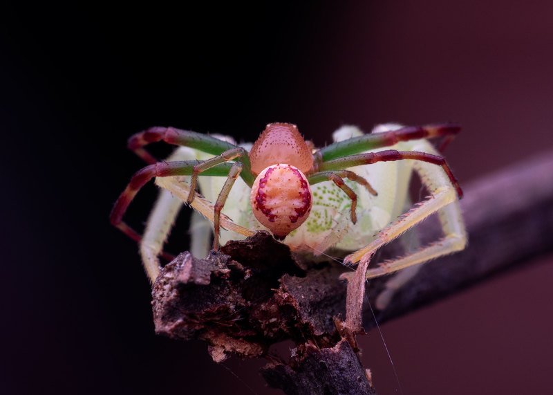 macro photography Crab Spider in Actionphoto preview