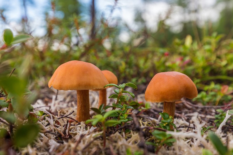 грибы, магаданская область, колыма, заповедник, магаданский заповедник, челомджа Лесное триоphoto preview