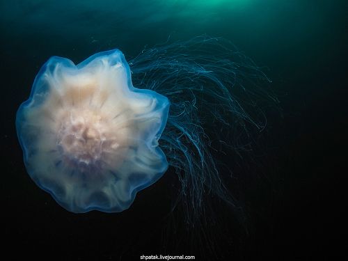 Дайвинг на севере Приморья. Бухта Рудная. Медузы октября 2019.