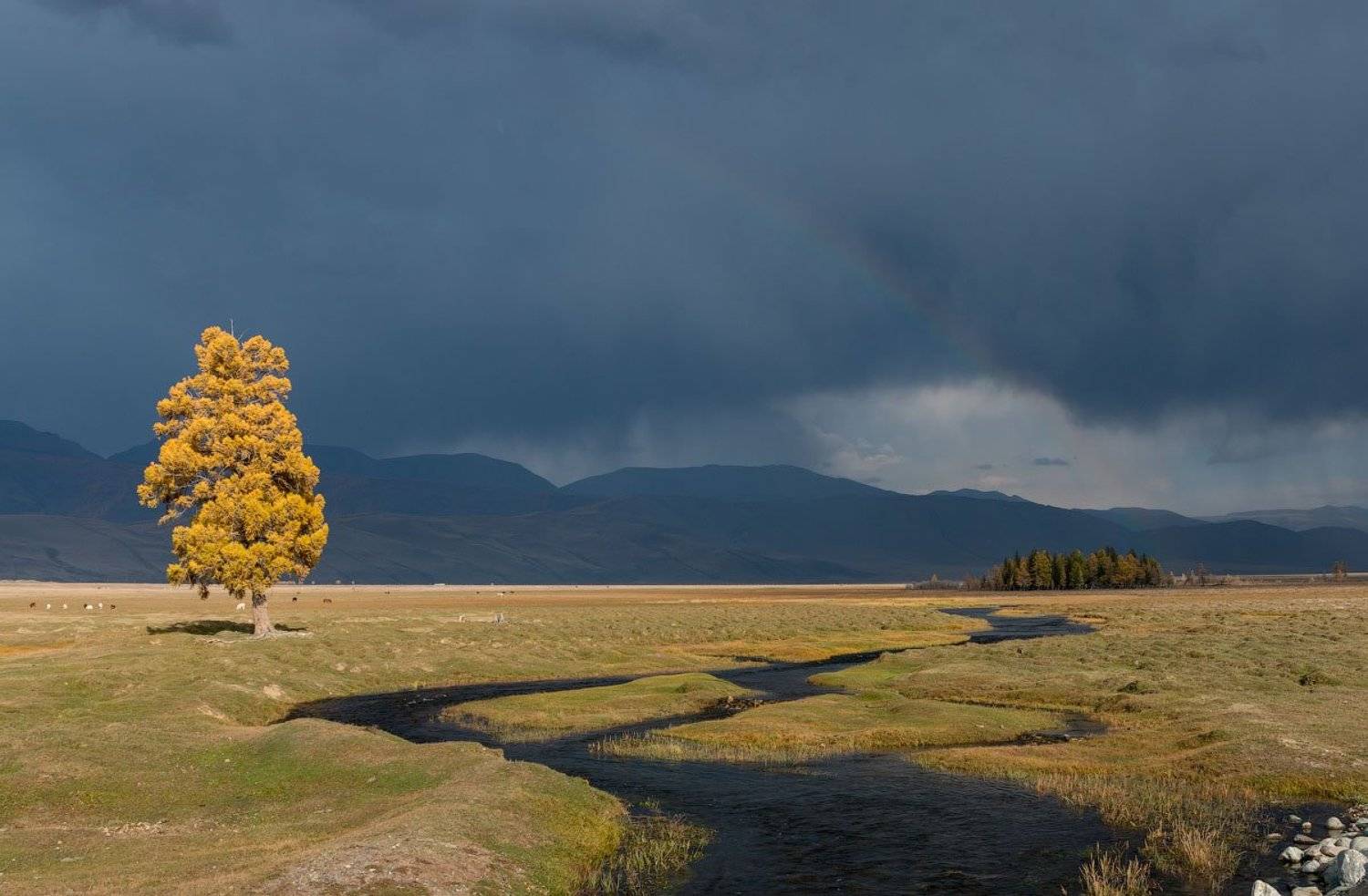 Курай после дождя.. Автор: Сергей , Сергей