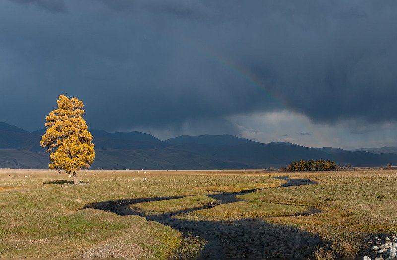 Курай после дождя. фото превью