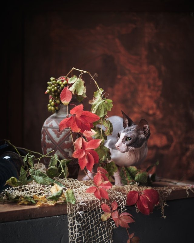 #сфинкс #кошки #домашние #животные в натюрморте #портрет Вот и отцвёл виноград.. коты погрустнели и прячутся в последних красках этого сезона...photo preview