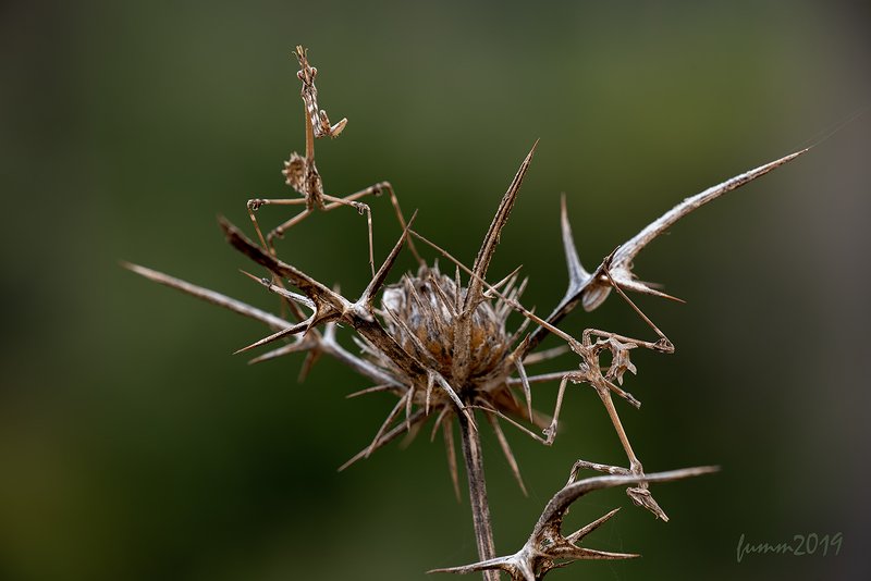 ЛЕОПОЛЬД, ПОДЛЫЙ ТРУС! ВЫХОДИ!!!photo preview