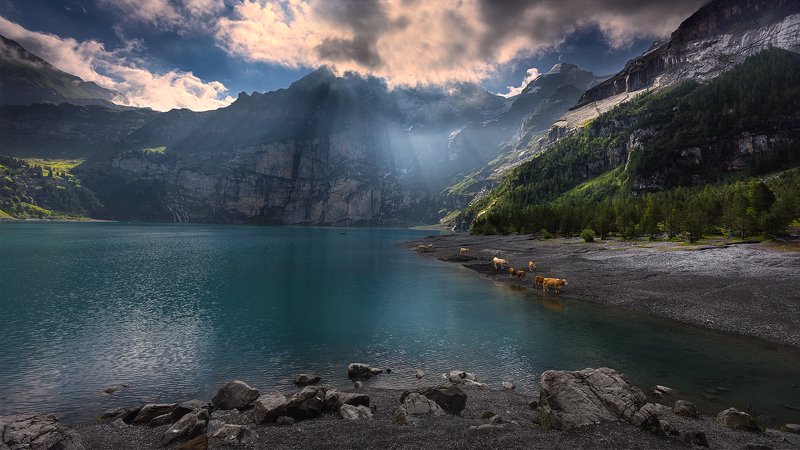 Morning Grazingphoto preview