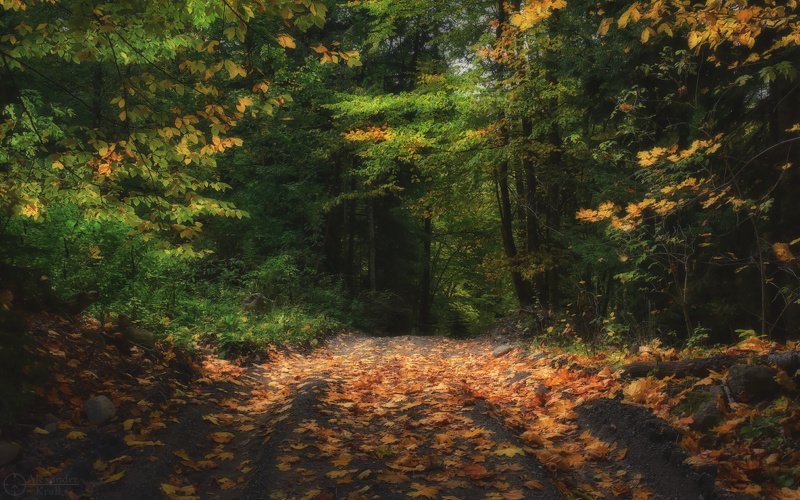 Куда манят осенние дорожки...photo preview