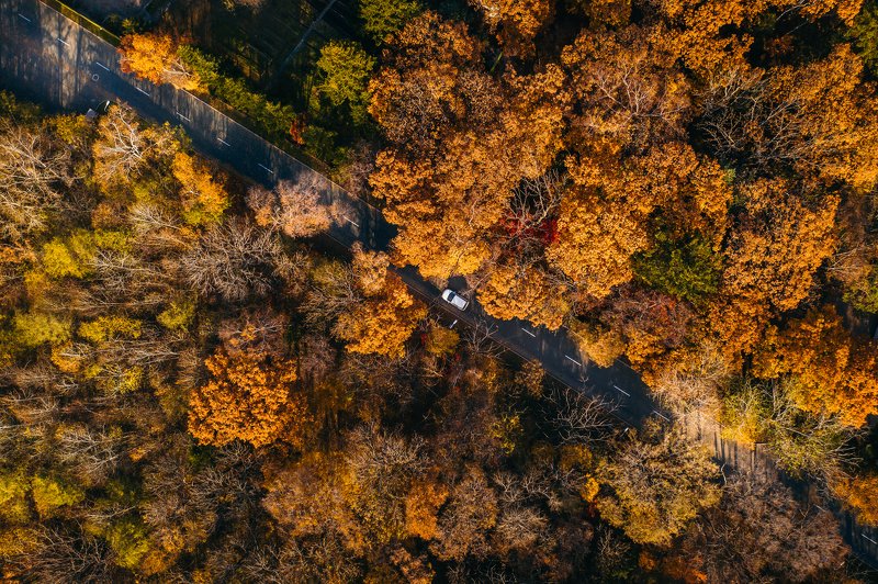 аэросъемка, владивосток, приморье, лес, осень, оранжевый, mavic pro 2 Щедрый октябрьphoto preview