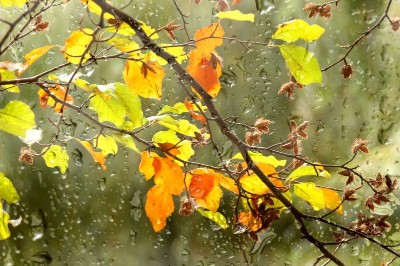 природа, осень, ветка, листья, капли Осень в окнеphoto preview