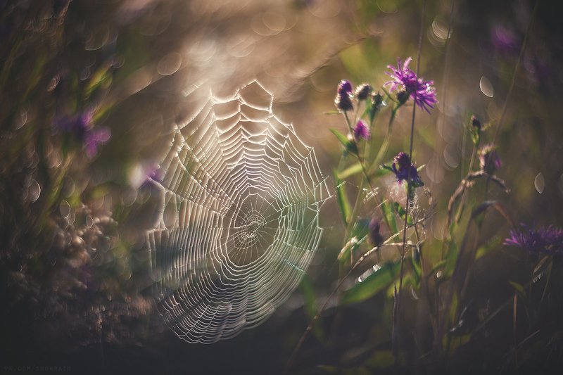 природа, путешествия, travel, wildlife, nature, landscape, canon, colours, helios40 Июльская паутинкаphoto preview