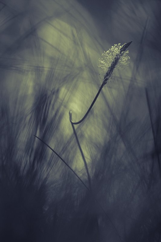 macro,nature photo preview