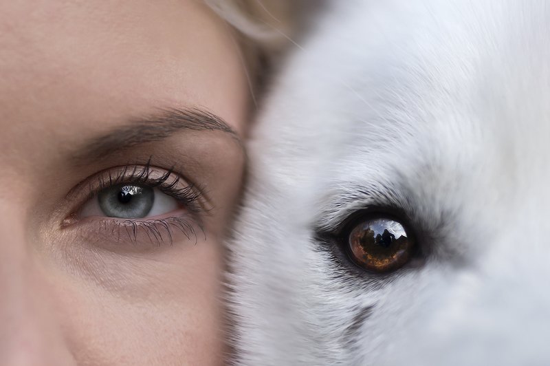 husky, dog Flinn & Katherinaphoto preview