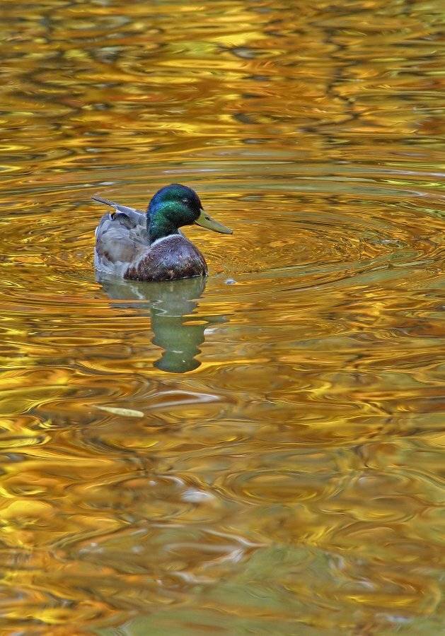 Золото Октября. Автор: Чепленко Алексей Утка, Чепленко Алексей