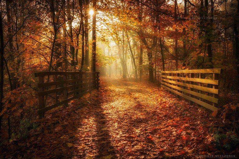 forest, poland, polish, landscape, sunrise, sunset, colours, autumn, awesome, amazing, adventure, travel, beautiful, morning, bridge, sun, leaves Entrance to the autumn paradisephoto preview