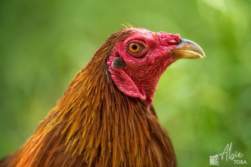 chicken A head shot of an adult chickenphoto preview
